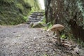 Mushroom on the Agawa Pictographs Trail, Ontario Royalty Free Stock Photo