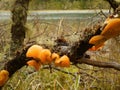 Mushroom Aleurodiscus vitellinusin in nothofagus forest in Argentine Patagonia Royalty Free Stock Photo