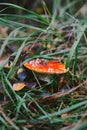 Mushroom amanita