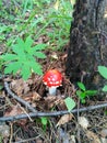 Mushroom amanita fly agaric Royalty Free Stock Photo