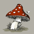 Mushroom Amanita with grass