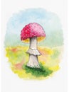 Mushroom amanita. Hand drawn watercolor painting on white background. illustration