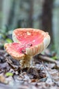 Mushroom amanita muscaria