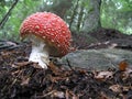 Mushroom - Amanita muscaria - Fly agaric