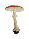 Mushroom Amanita muscaria