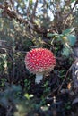 Mushroom Amanita muscaria