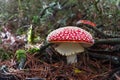 Mushroom Amanita muscaria