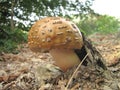 Mushroom Amanita Rubescens