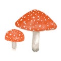 mushroom Amanita watercolor, poisonous mushroom fly agaric hand-drawn isolated on white background