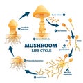 Mushroom anatomy life cycle stages diagram Royalty Free Stock Photo