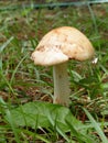 Mushroom & Ant Royalty Free Stock Photo