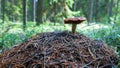 Mushroom on ant hill Royalty Free Stock Photo