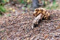 Mushroom in anthill Royalty Free Stock Photo