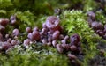 Mushroom Ascocoryne sarcoides on dead beech wood (Fagus sylvatica) - Tricity Landscape Park