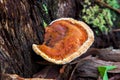 Mushroom in Australia Schillerporling Royalty Free Stock Photo