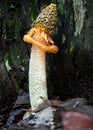 Mushroom in Australia Veil Phallus multicolor Royalty Free Stock Photo