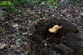 Mushroom in Autumn in Castle and Park Etelsen, Lower Saxony