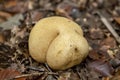 Mushroom autumn fall season concept Royalty Free Stock Photo