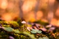 Mushroom in autumn forest Royalty Free Stock Photo