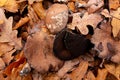 Mushroom in autumn forest. Group of big brown mushrooms is surrounded by fallen yellow and red leaves. Close-up image of harvest