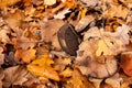 Mushroom in autumn forest. Group of big brown mushrooms is surrounded by fallen yellow and red leaves. Close-up image of harvest