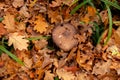 Mushroom in autumn forest. Group of big brown mushrooms is surrounded by fallen yellow and red leaves. Close-up image of harvest