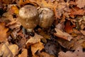 Mushroom in autumn forest. Group of big brown mushrooms is surrounded by fallen yellow and red leaves. Close-up image of harvest