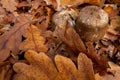 Mushroom in autumn forest. Group of big brown mushrooms is surrounded by fallen yellow and red leaves. Close-up image of harvest