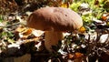 The mushroom in in autumn forest