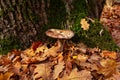 Mushroom in autumn forest near a tree trunk covered by moss. Big brown mushroom surrounded by yellow and red leaves. Close-up
