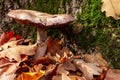 Mushroom in autumn forest near a tree trunk covered by moss. Big brown mushroom surrounded by yellow and red leaves. Close-up