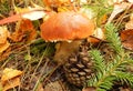 Mushroom in the autumn forest. Royalty Free Stock Photo