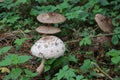 Mushroom during the autumn season on the Veluwe forest in Gelderland named Macrolepiota procera, the parasol mushroom Royalty Free Stock Photo