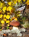 Mushroom on the background of birches.