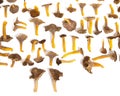 Mushroom Background Royalty Free Stock Photo