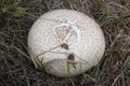 Mushroom on the background of the earth close up