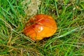 mushroom at Baiersbronn in Germany