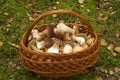 Mushroom basket Royalty Free Stock Photo