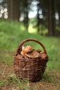Mushroom basket Royalty Free Stock Photo