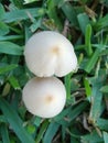 Mushroom beauty twins Royalty Free Stock Photo