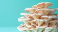 Mushroom beech fungus discovered on delicate pastel colored background for captivating visuals