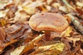 Mushroom with beige and brown hat and white leg in the forest Royalty Free Stock Photo