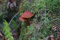 Mushroom with beige and brown hat and white leg in the forest Royalty Free Stock Photo