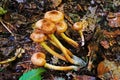 Mushroom with beige and brown hat and white leg in the forest Royalty Free Stock Photo