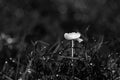 Mushroom in black and white with morning dew Royalty Free Stock Photo