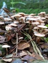 Mushroom bloom on the land