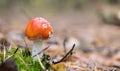 Mushroom with blurred background. Amanita in the forest close-up Royalty Free Stock Photo