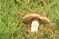 Mushroom - blusher Royalty Free Stock Photo