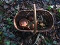 mushroom bolet in a basket in a forest Royalty Free Stock Photo