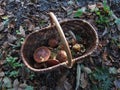 mushroom bolet in a basket in a forest Royalty Free Stock Photo